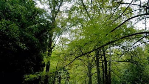 Drone footage flying between trees and under the branches in the middle of a green forest looking up