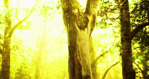 La lumière du soleil filtre à travers une forêt dense, créant une atmosphère magique