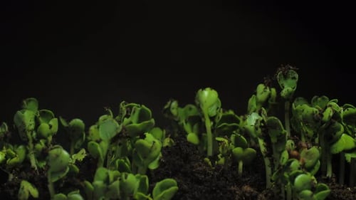 Seedlings Growing in Soil Time Lapse