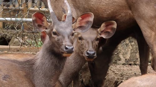 Elks au Sri Lanka