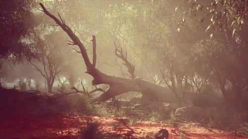 Misty Eucalyptus Forest with Fallen Tree Landscape