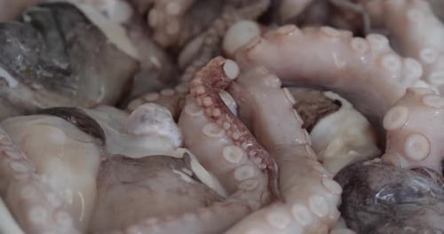 Fresh octopus ready for cooking close up in white bowl