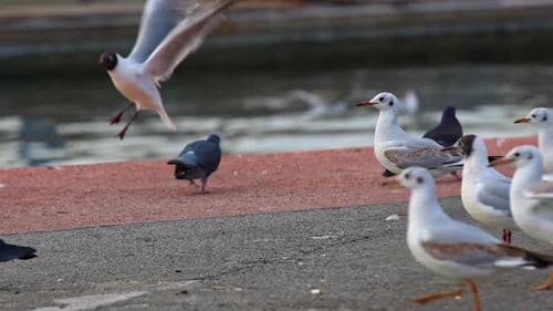 A Flock Of Seagulls Taking Off By The Sea Water