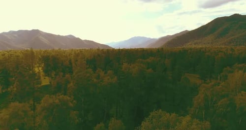 Aerial View Low Flight Above Evergreen Pine Tree Landscape with Endless Mountain Forest at Sunny