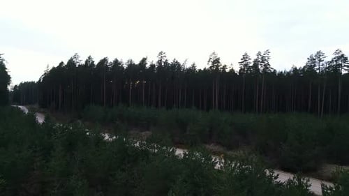 Row of Trees with Road Under a Sky in a Natural Landscape
