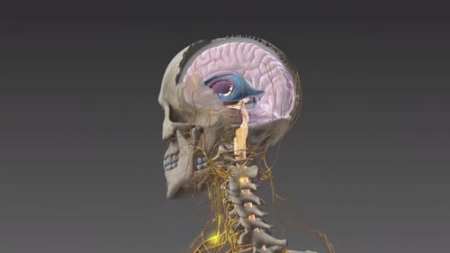 3D Animation of Human Nervous System and Skeletal Structure
