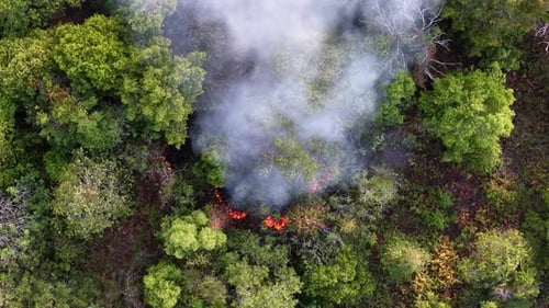 Smoke rises from a forest fire