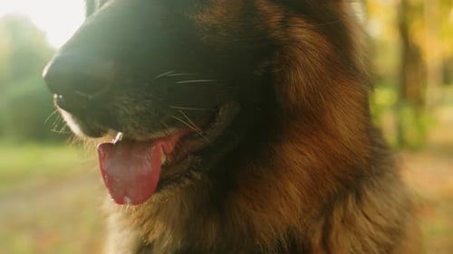 Closeup of German Shepherd Dog Portrait in the Autumn Park Purebred Dog Pet Walking in Forest