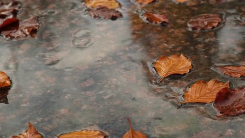 Fall Raindrops Falling Into Puddle with Autumnal Leaves Hello Fall Autumn Leaves Float on the