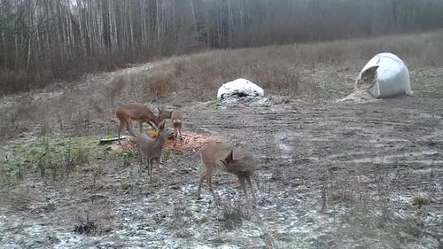 A pack of young deer walking and eating at the hunting feeder