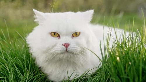 Weiße, gerade, flauschige Katze aus den Highlands, grüner Rasenhintergrund, Hauskatze auf dem Spaziergang