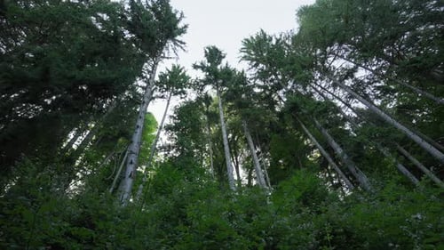 Low-angle perspective looking up at tall, dense pine trees in a forest