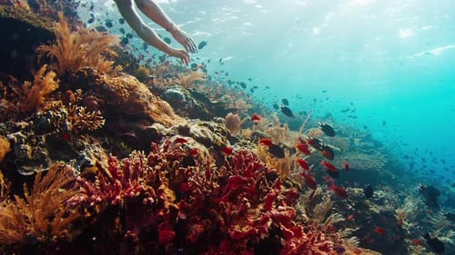 Underwater Footage of the Healthy Coral Reef in Komodo National Park in Indonesia with Woman