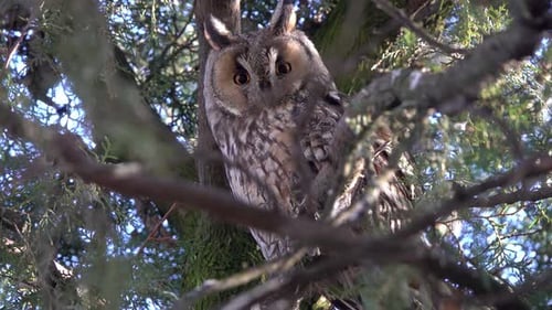 Striking Owl Perched in Green Tree