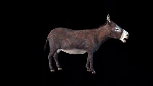 3D Animated Donkey Braying Loop with Alpha Channel