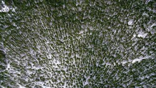 Forest covered in a thick blanket of snow, captured from a high vantage point. The trees are bare an