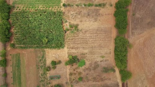 Top down view of Brazilian organic crop growth on barren desert land