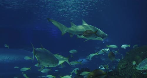 Big Shark Large Aquarium in Toronto View of the Ocean Fish Canada