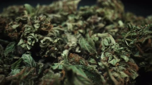 Macro View of Piled Green and Brown Plant Material