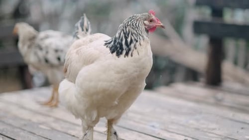 Portrait Chicken on Farm in Nature Hens in Free Range Farm Chickens Walking in the Farm Bird Yard