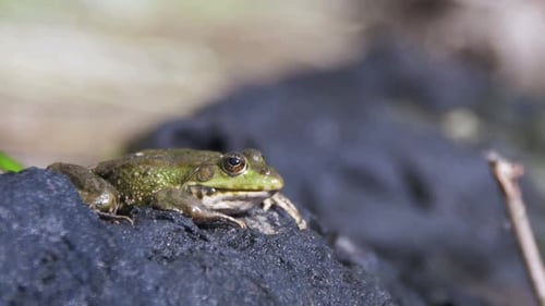 Green Frog Sits on the Shore Near the River
