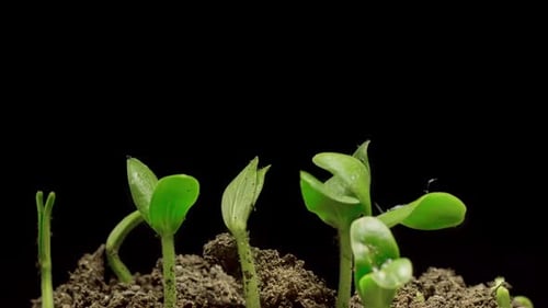 Green Seedlings Sprouting in Time Lapse