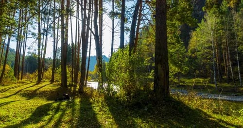 Mountain Evergreen Pine Tree Forest Timelapse at the Summer or Autumn Time Wild Nature Clear Water