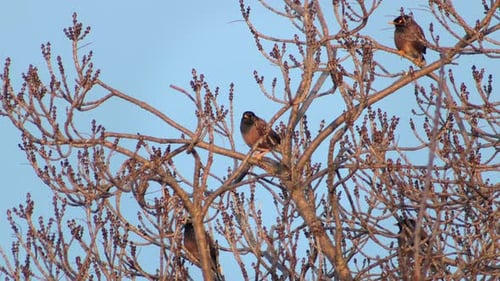 Common Indian Myna Birds Perched In Bare Tree Windy Day Golden Hour Blue Sky Australia Gippsland Vic