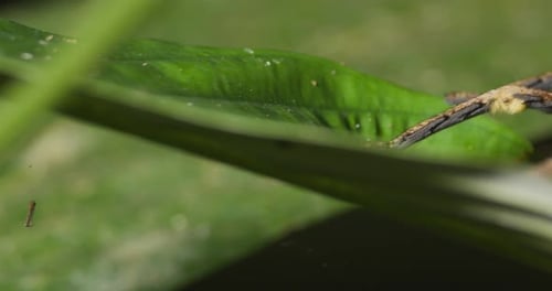 Extreme close up of Wandering Spider on jungle leaf, Tambopata National Reserve.