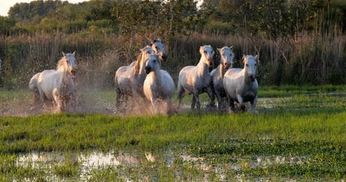 Camargue Horse, Herd trotting or galloping through Swamp, Saintes Marie de la Mer in Camargue