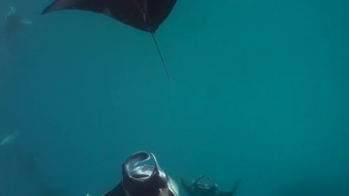 Beautiful view of large group of manta rays swimming in a deep blue sea