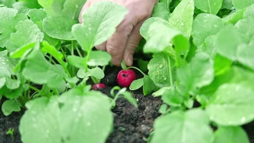 Farmer Inspected Fresh Radishes in Vegetable Garden Bio Organic Gardening Homegrown Agricultural
