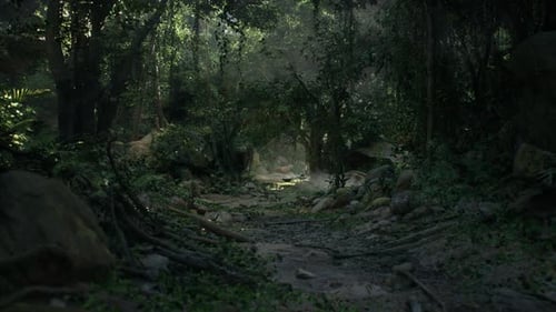 Dirt Road Cutting Through New Zealand Forest Dark Forest