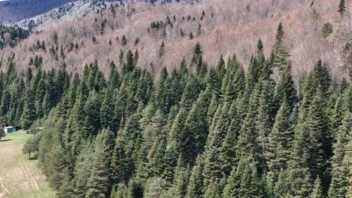 Trees