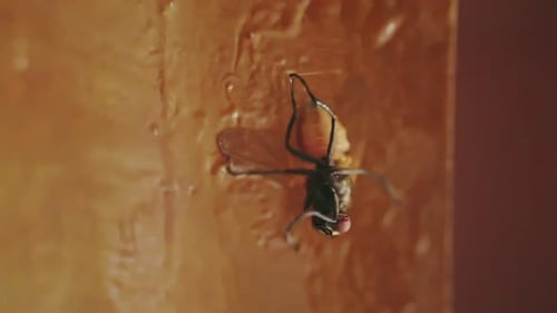 Fly Stuck to Fly Traps