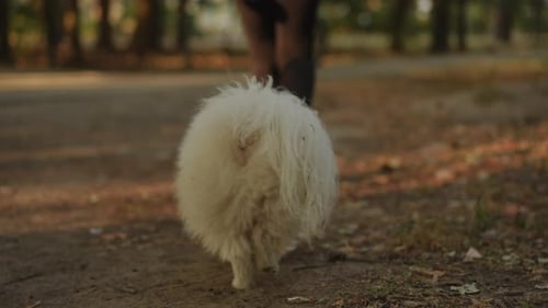 A Cute and Fluffy Dog Joyfully Walking in the Beautiful Park on a Pleasant and Sunny Day