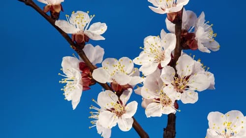 Apricot Flower on a Spring Tree Branch Blossoming in Time Lapse on a Blue Background. Spring Flowers