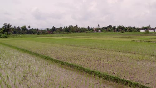 Aerial view of rice fields with farmers and palm trees, Indonesia.