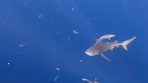 Bull shark swimming upwards from bottom of ocean towards camera