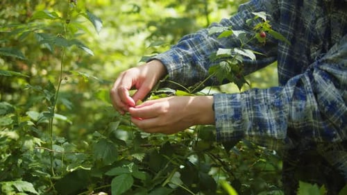 Fresh Red Raspberry in the Forest Berries in the Park or Garden Human Make a Harvest Summer Day in