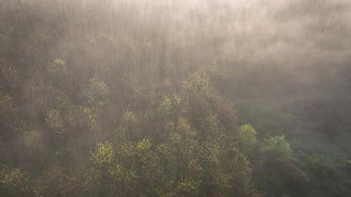 Spring deciduous forest in a misty morning. Tilt-up view of the spring forest in morning mist. Early