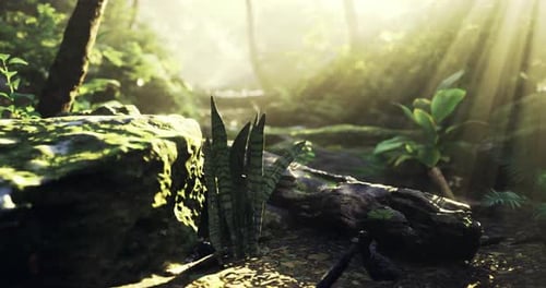 Sunlight Filters Through Trees Illuminating a Forest Path with Lush Greenery