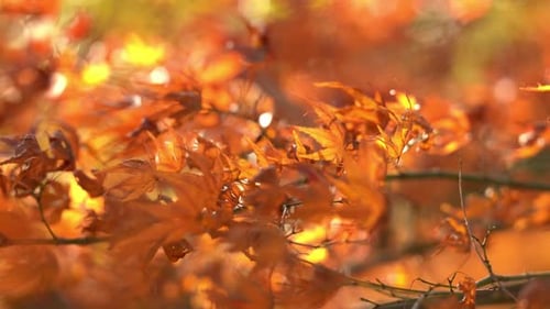 A Close Up of Nature's Autumn Flowers