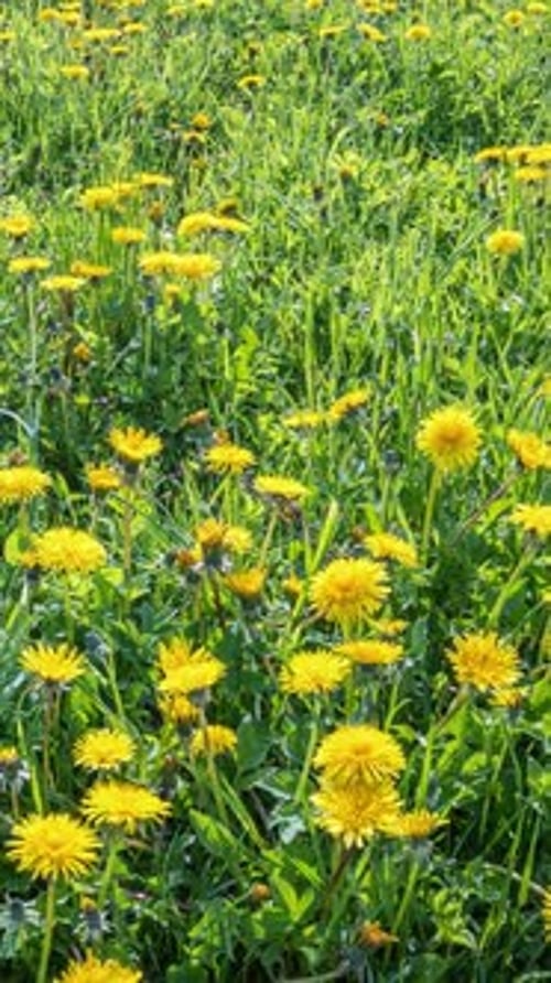 Flores amarillas de diente de león que se abren en un prado fresco de primavera, lapso de tiempo vertical