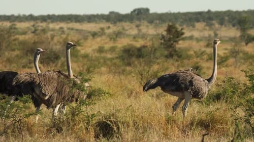 Weitwinkelaufnahme von vier Straußen, die durch das Bild laufen, Greater Kruger.
