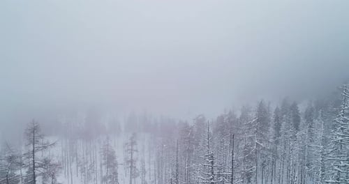 Aerial winter landscape with pine trees covered with snow in spruce forest in cold mountains with fo