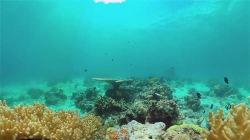 Coral Reef and Tropical Fish Philippines