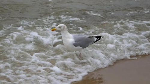 Single Seagull wading on a sandy beach of Baltic Sea; slow motion medium shot.