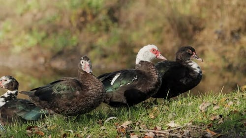 A group of domestic ducks rest and warm up in the sun. Poultry, free range.