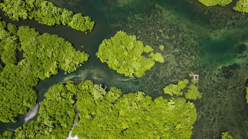 Mangrove Forest and Waterways with a Small Boat Siargao Philippines